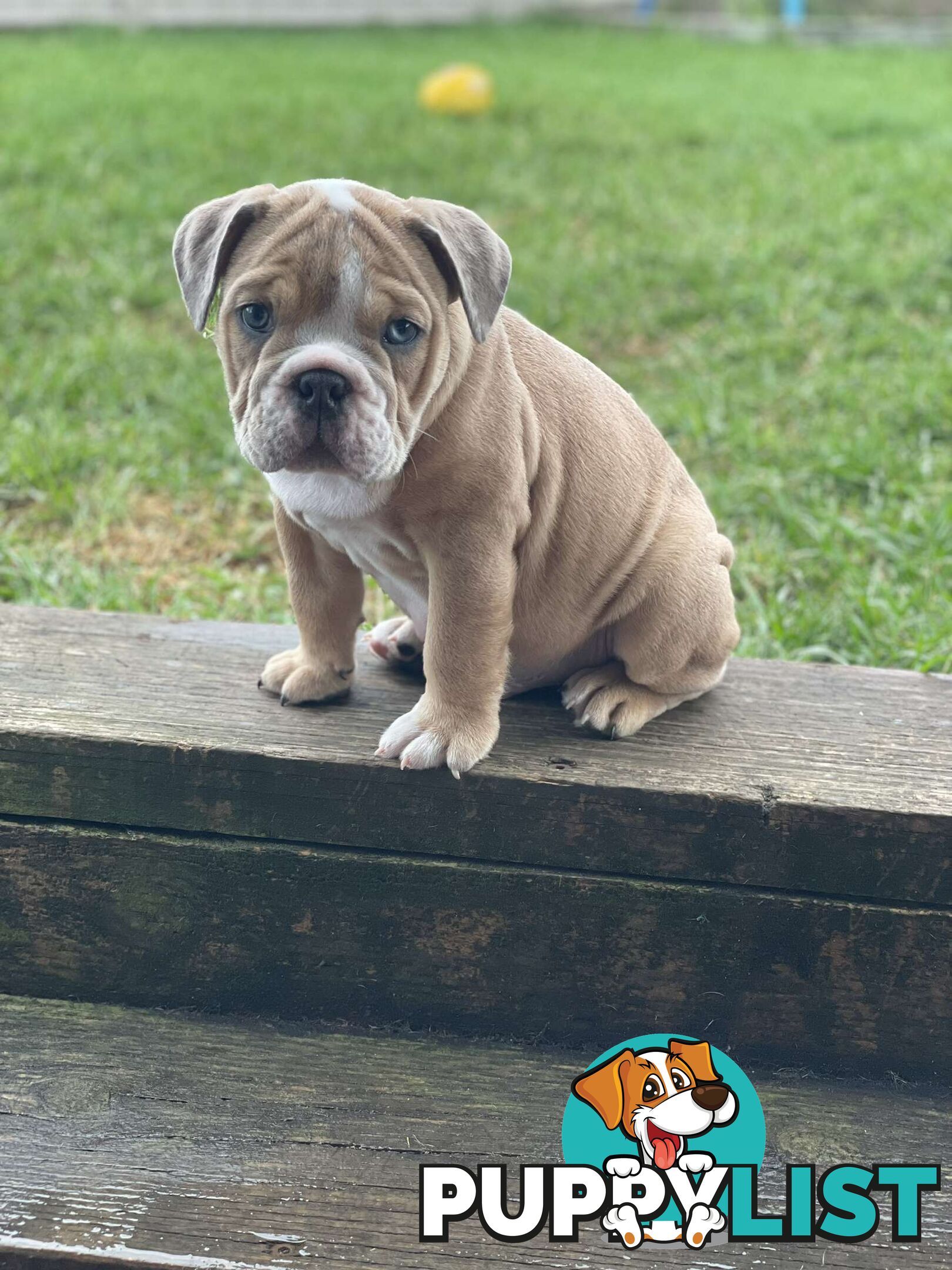 Pure bred British Bulldog puppies