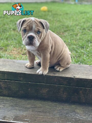 Pure bred British Bulldog puppies