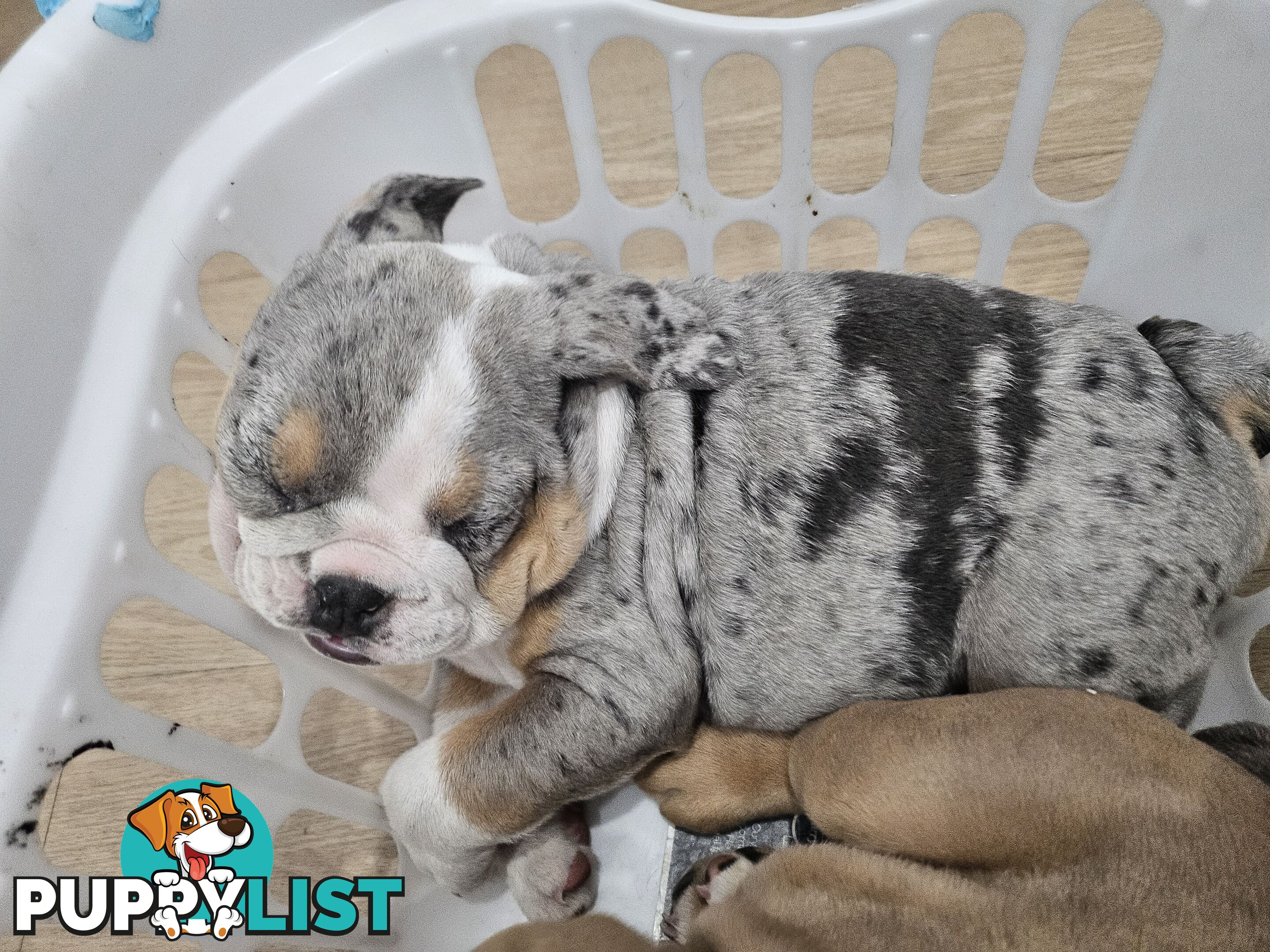 Pure bred British Bulldog puppies