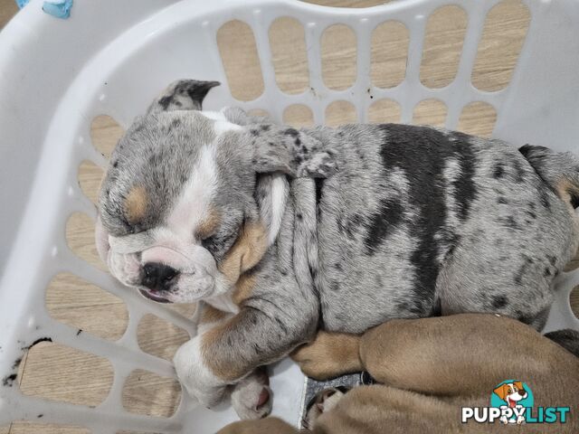 Pure bred British Bulldog puppies