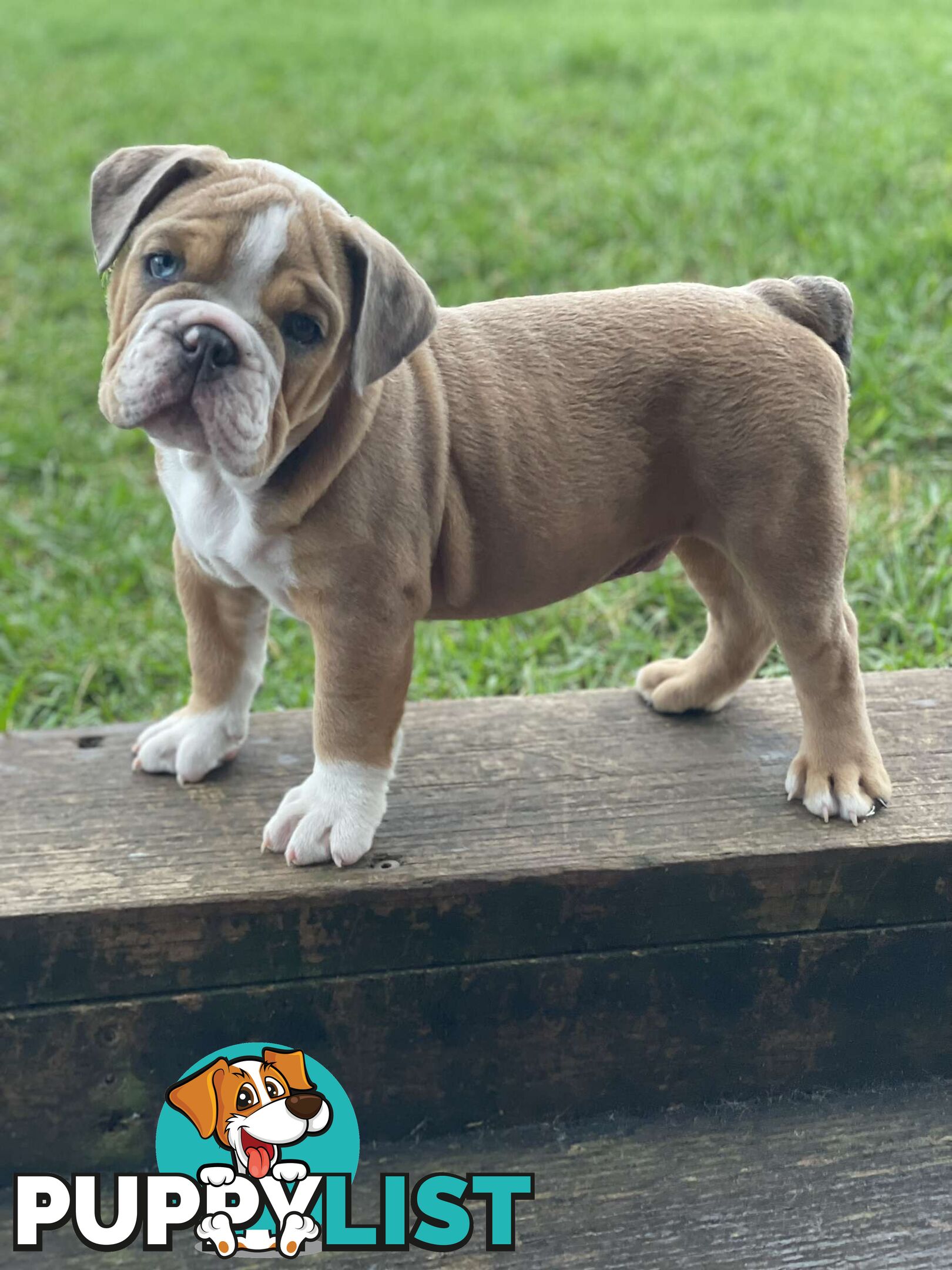 Pure bred British Bulldog puppies