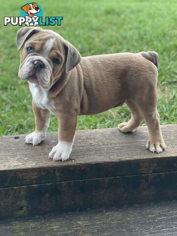 Pure bred British Bulldog puppies