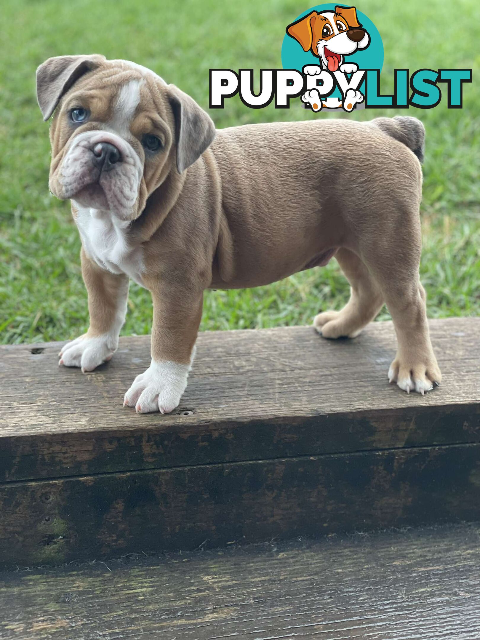 Pure bred British Bulldog puppies