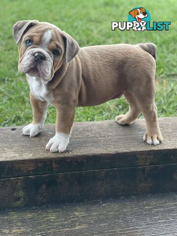 Pure bred British Bulldog puppies