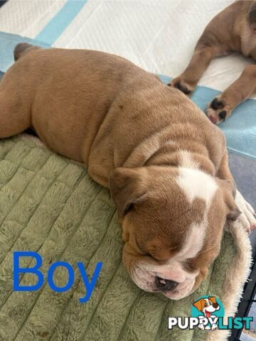 Pure bred British Bulldog