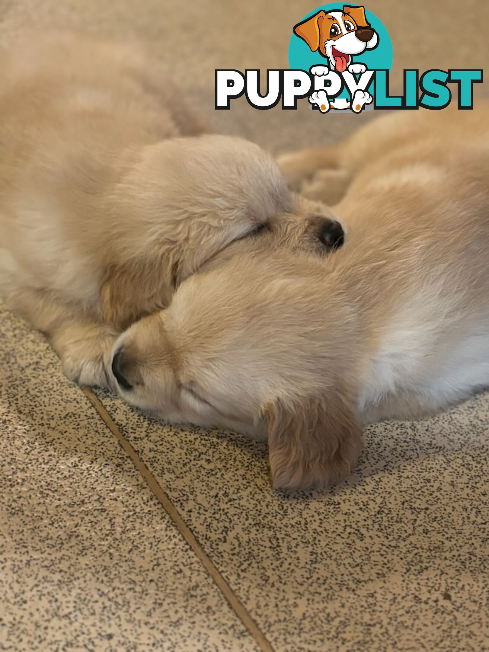 Beautiful And Amazingly Fluffy Golden Retriever Puppies (4 remaining)