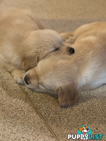 Beautiful And Amazingly Fluffy Golden Retriever Puppies (4 remaining)