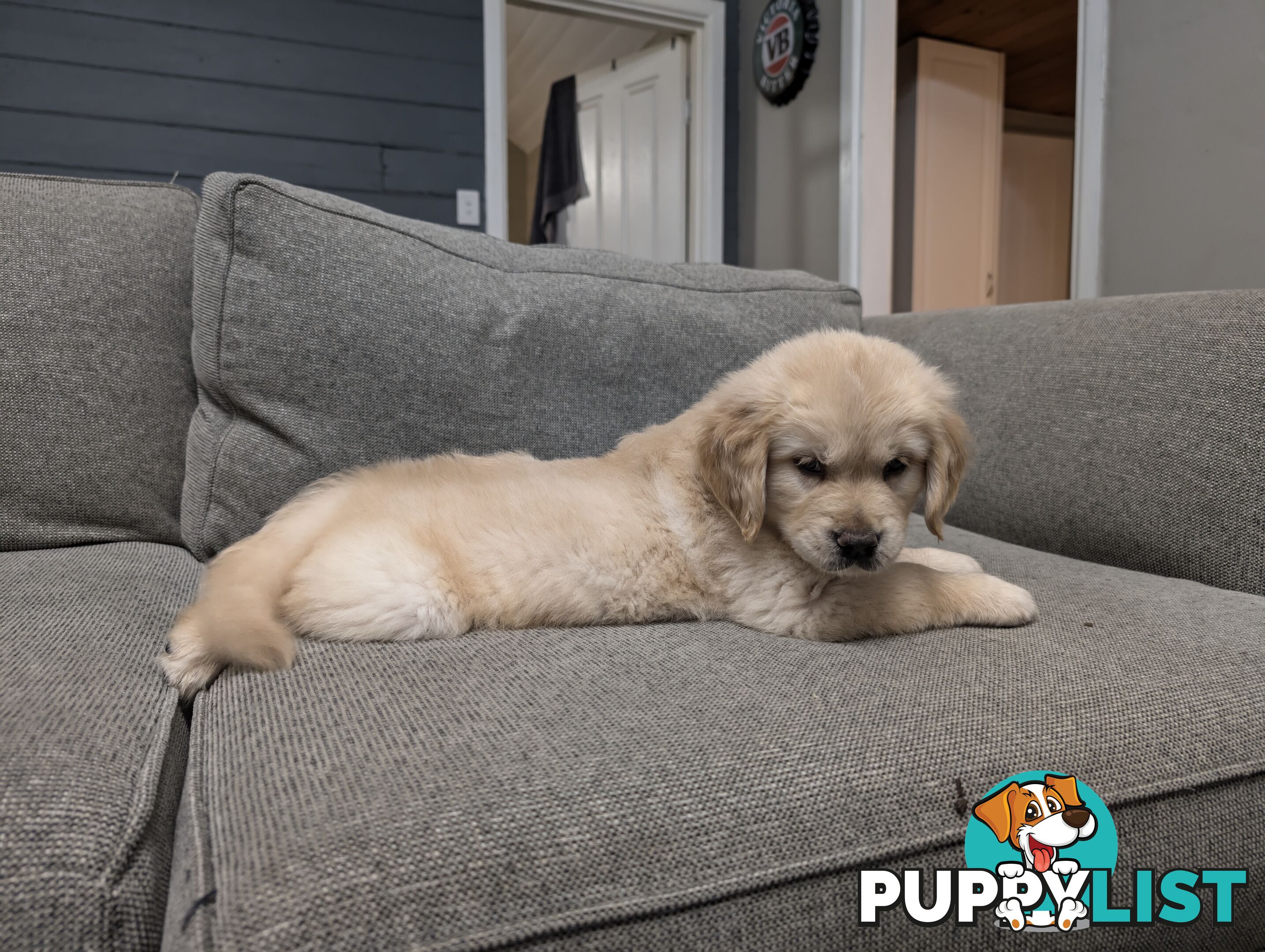 Beautiful And Amazingly Fluffy Golden Retriever Puppies (4 remaining)