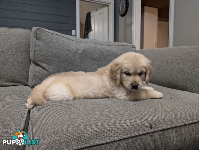 Beautiful And Amazingly Fluffy Golden Retriever Puppies (4 remaining)