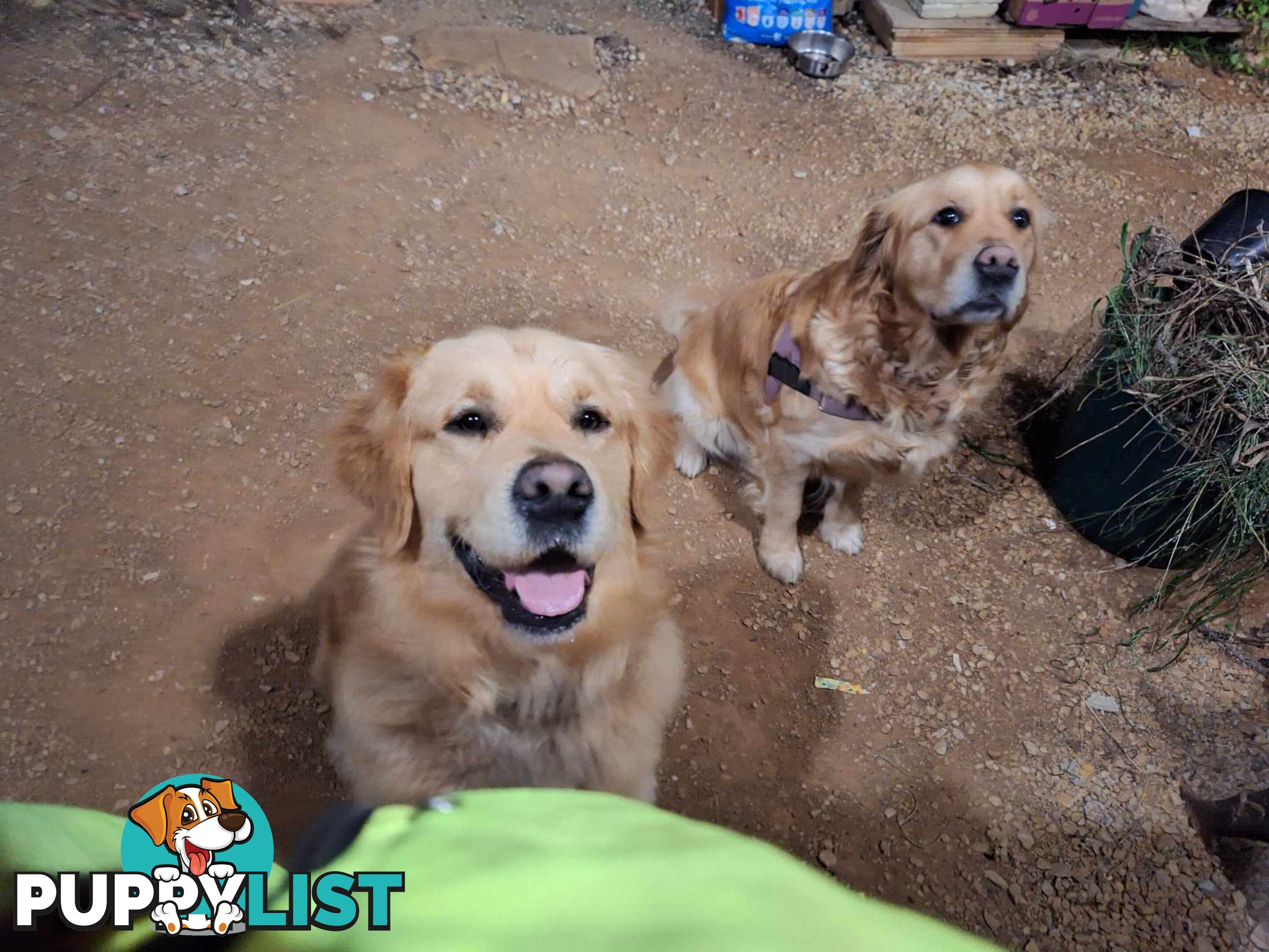 Beautiful And Amazingly Fluffy Golden Retriever Puppies (4 remaining)