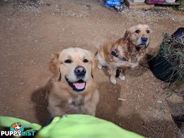 Beautiful And Amazingly Fluffy Golden Retriever Puppies (4 remaining)