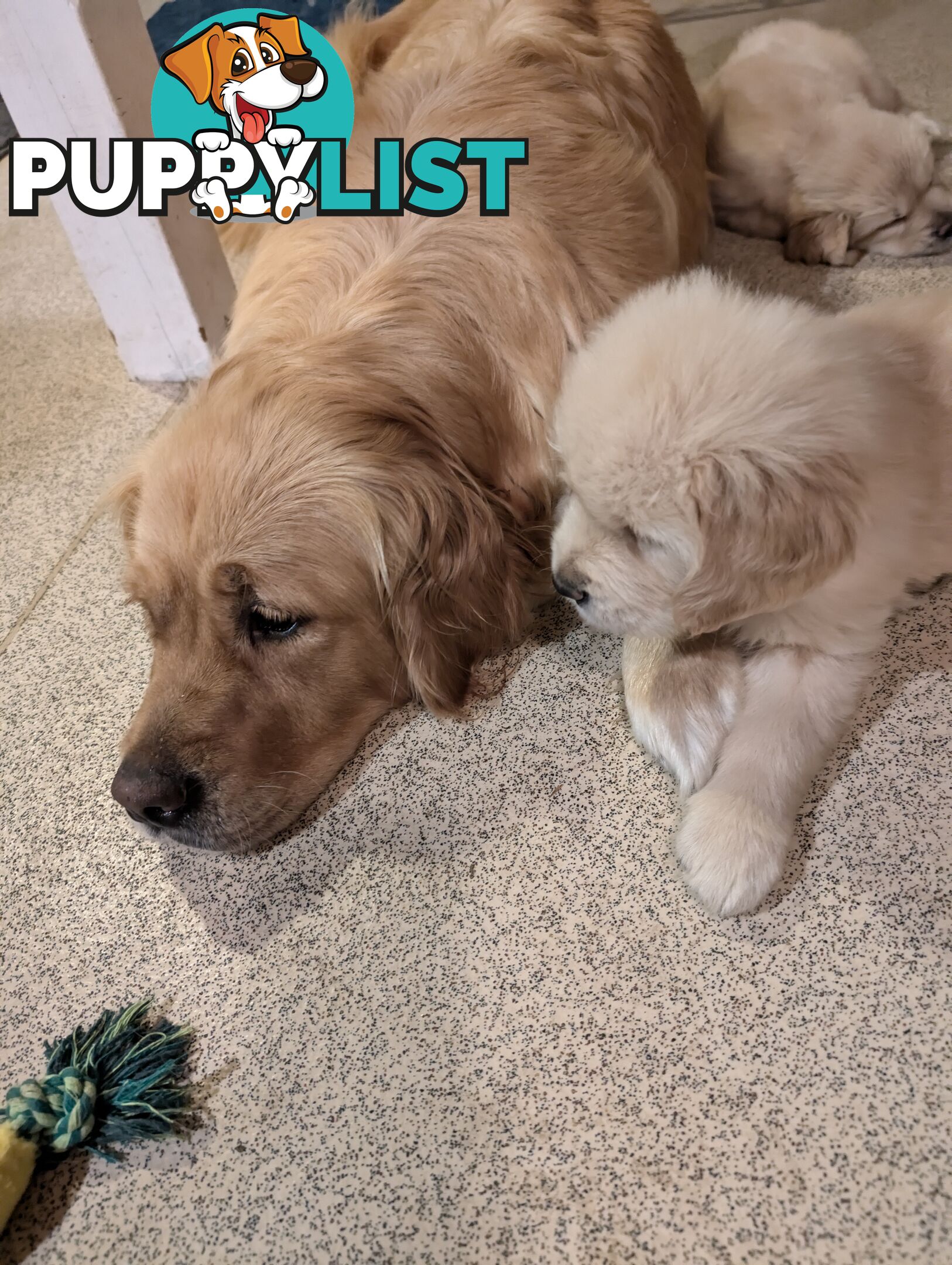 Beautiful And Amazingly Fluffy Golden Retriever Puppies (4 remaining)