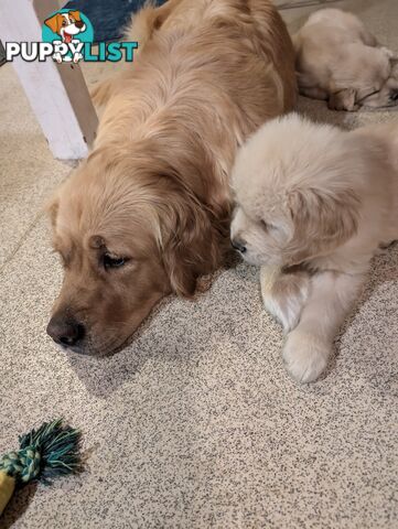 Beautiful And Amazingly Fluffy Golden Retriever Puppies (4 remaining)