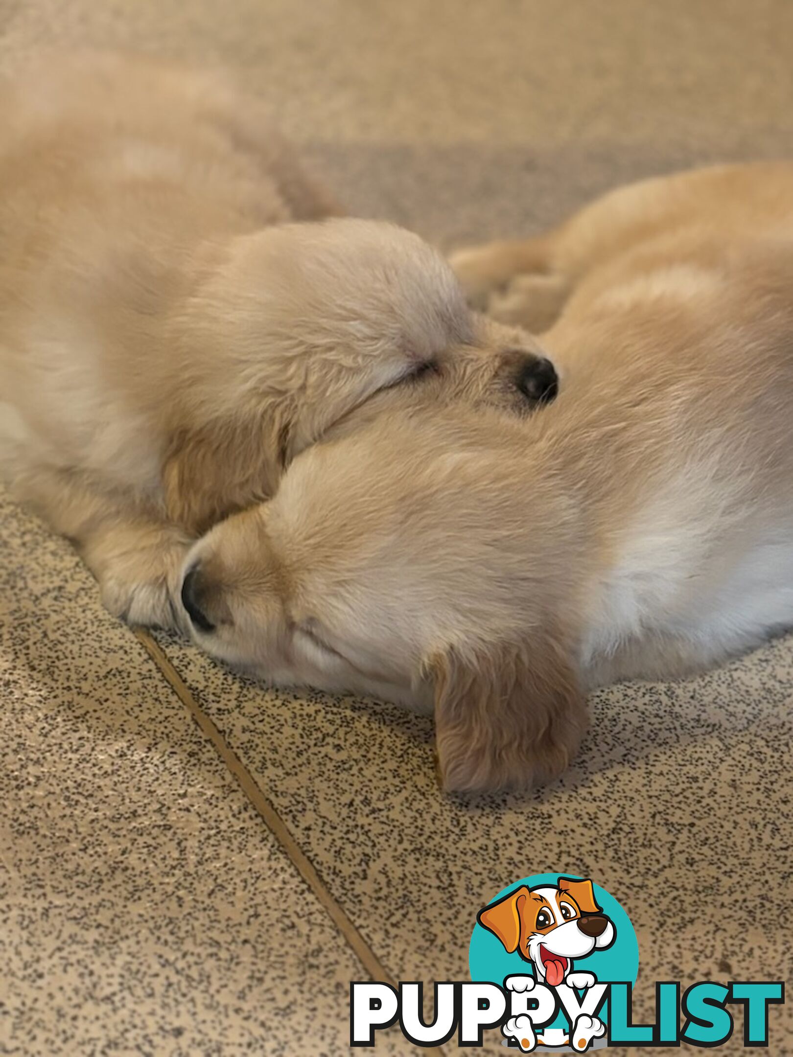 Beautiful And Amazingly Fluffy Golden Retriever Puppies (4 remaining)