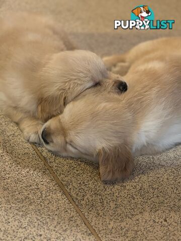 Beautiful And Amazingly Fluffy Golden Retriever Puppies (4 remaining)