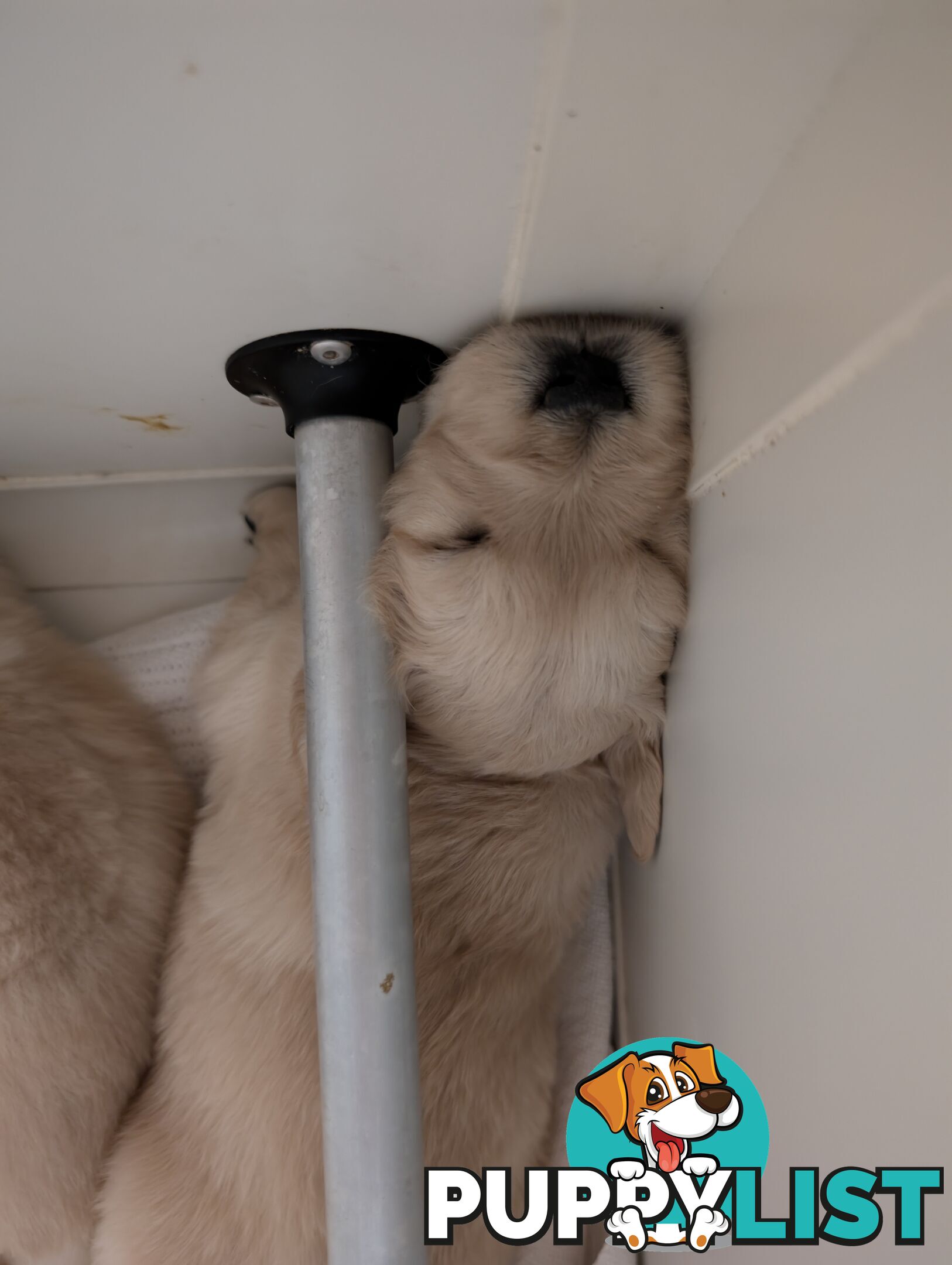 Beautiful And Amazingly Fluffy Golden Retriever Puppies (4 remaining)