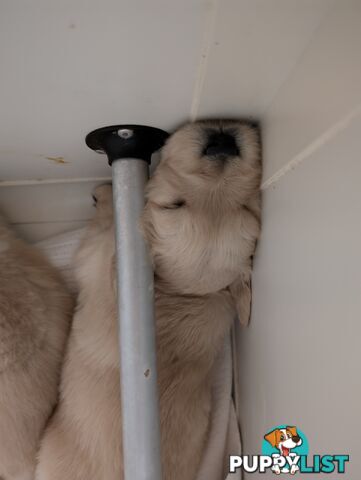 Beautiful And Amazingly Fluffy Golden Retriever Puppies (4 remaining)