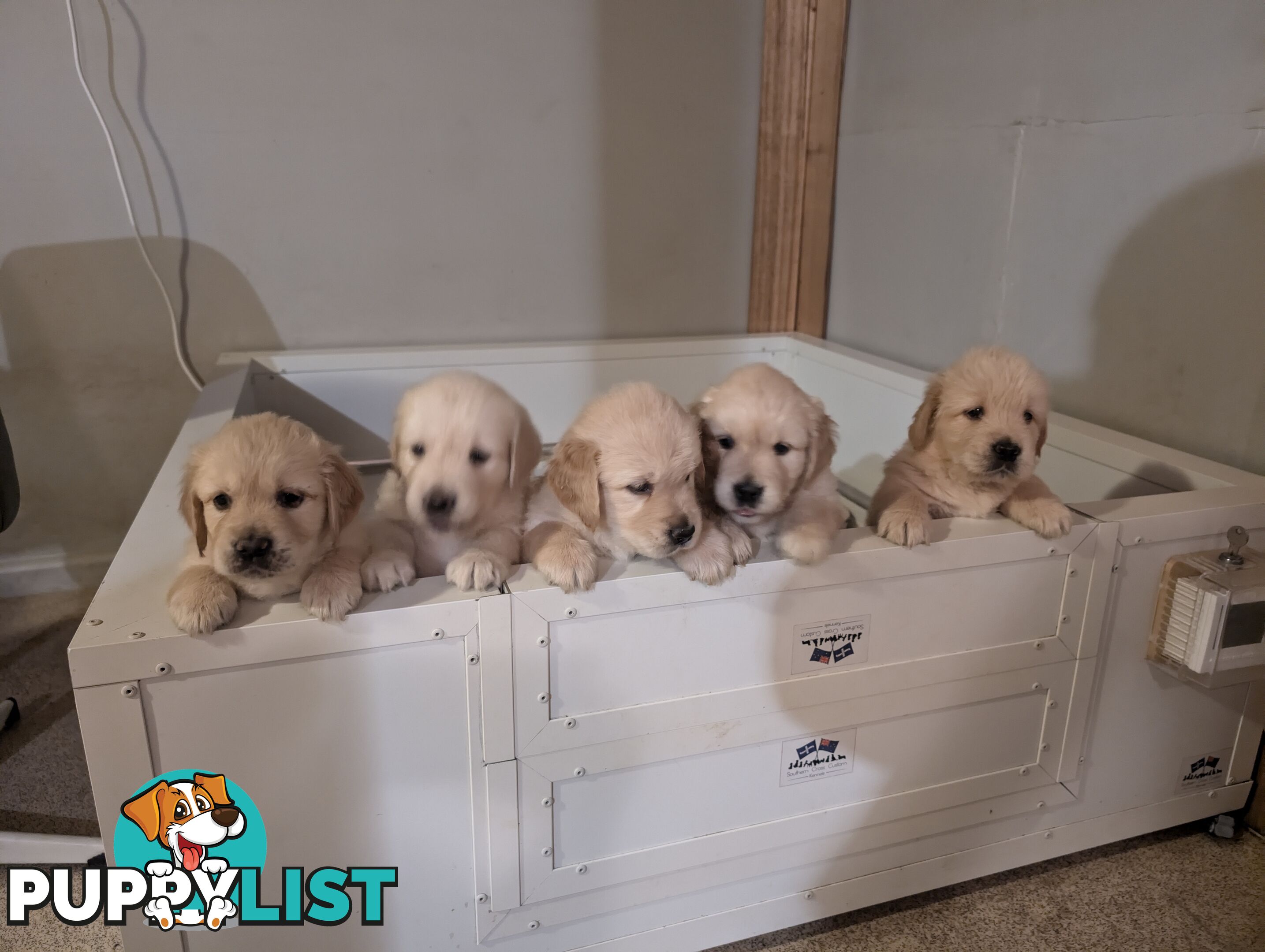 Beautiful And Amazingly Fluffy Golden Retriever Puppies (4 remaining)