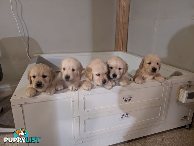 Beautiful And Amazingly Fluffy Golden Retriever Puppies (4 remaining)