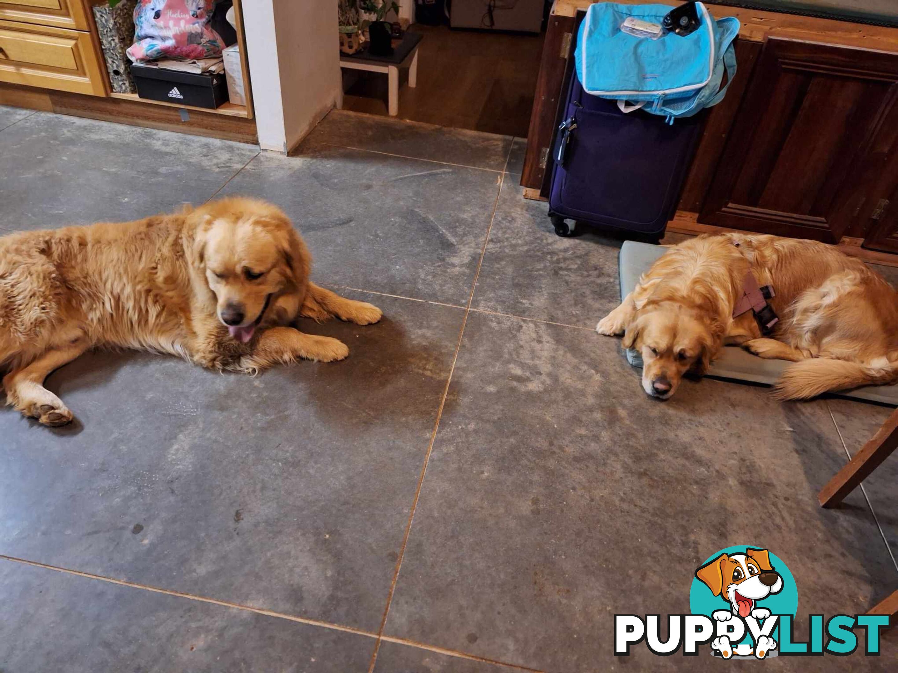 Beautiful And Amazingly Fluffy Golden Retriever Puppies (4 remaining)