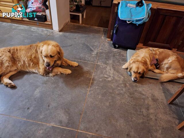 Beautiful And Amazingly Fluffy Golden Retriever Puppies (4 remaining)