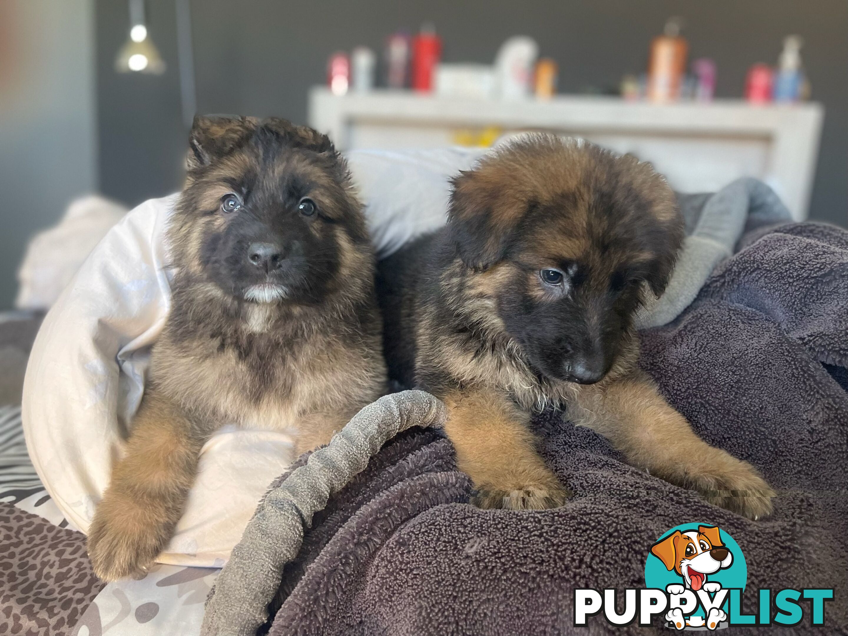 Pure German Puppies