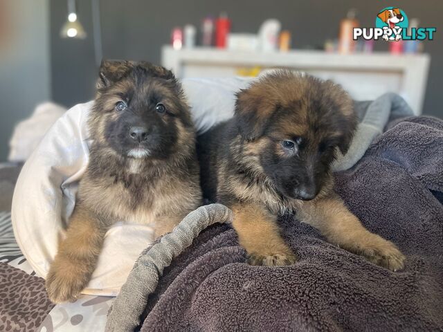 Pure German Puppies