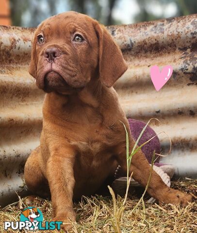 Dogue de Bordeaux puppies MALE AND FEMALE