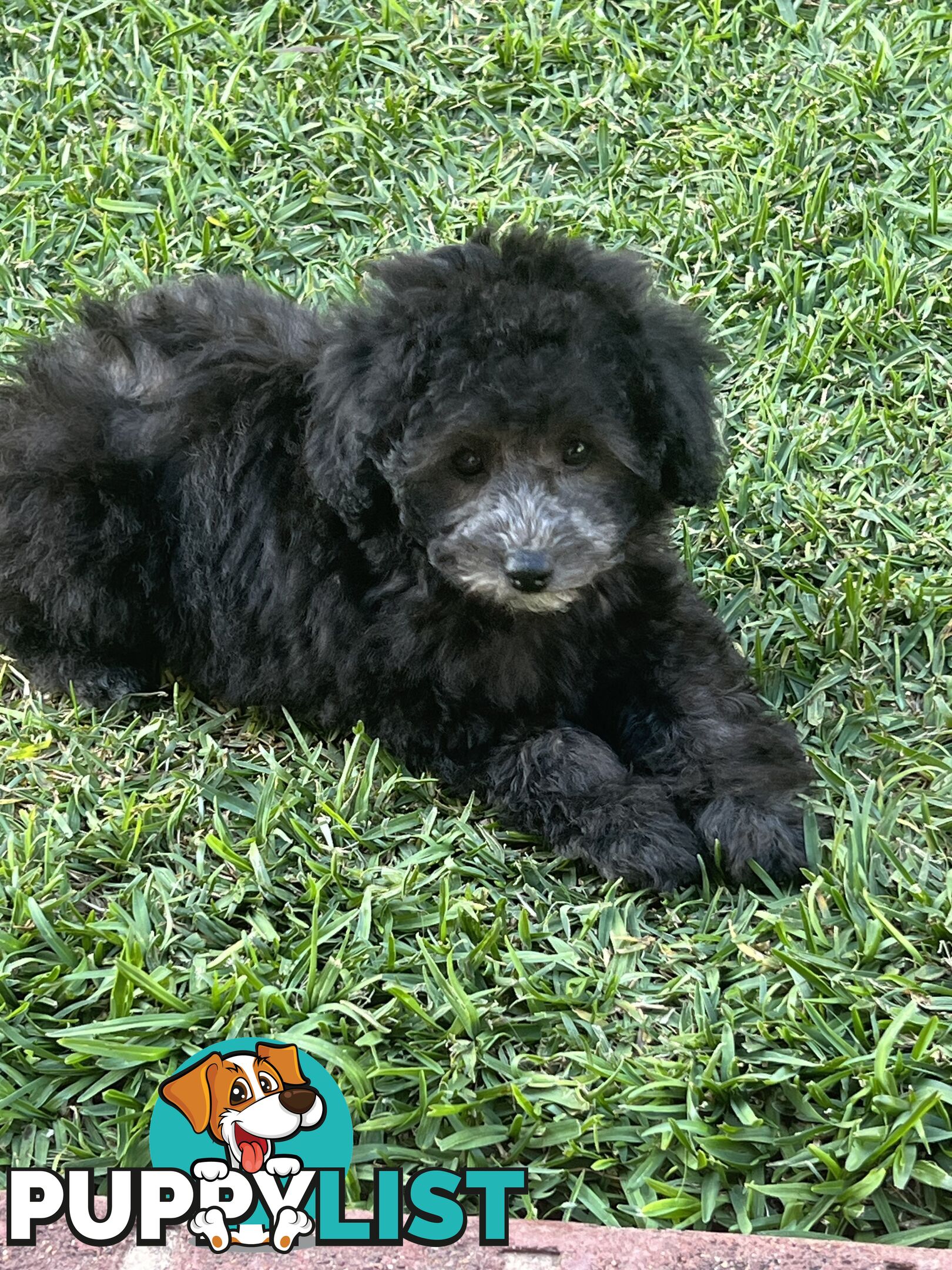 Toy Poodle puppies Ready now!