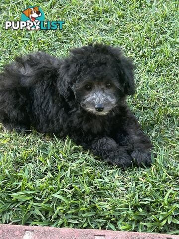 Toy Poodle puppies Ready now!