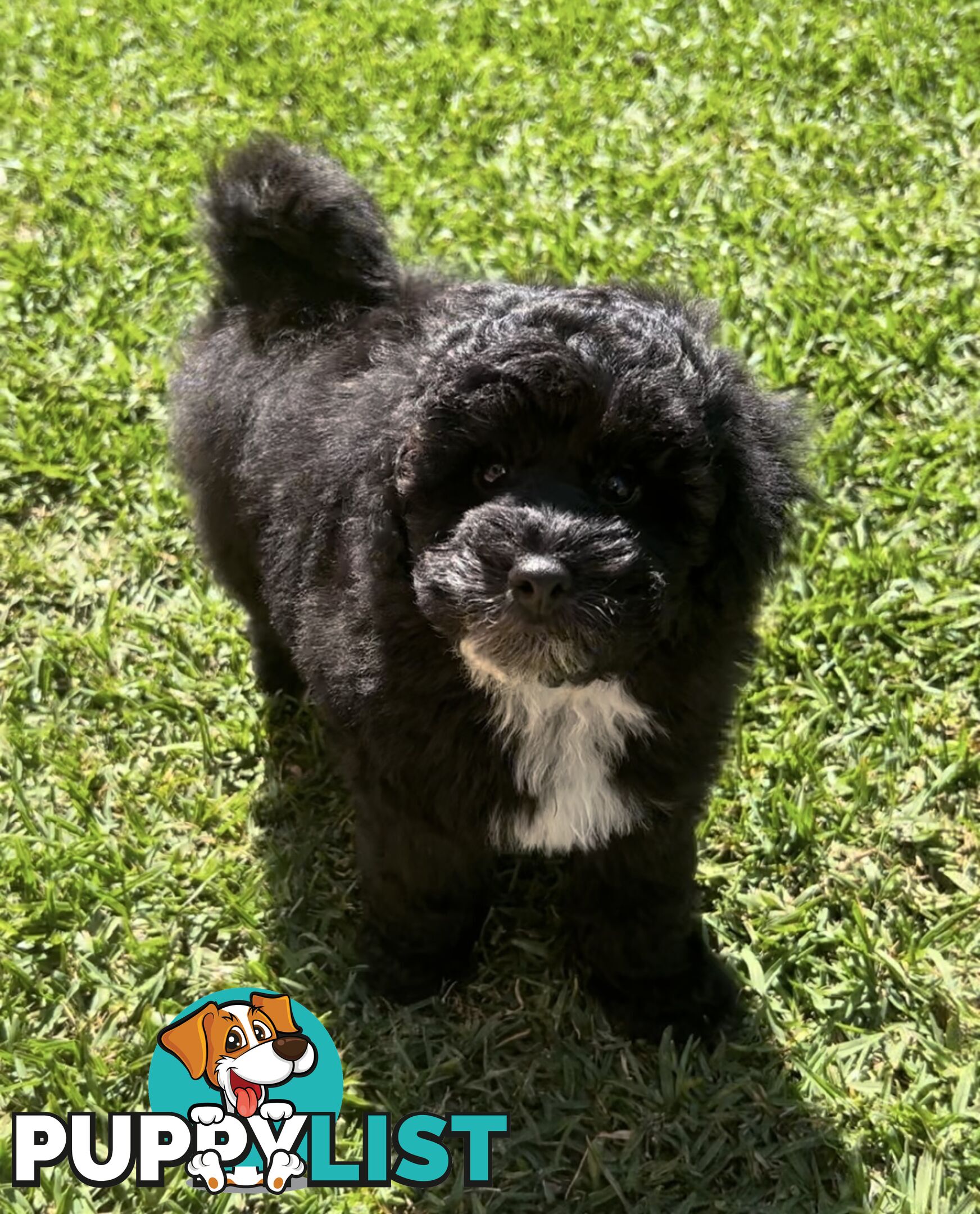 Toy Poodle puppies Ready now!