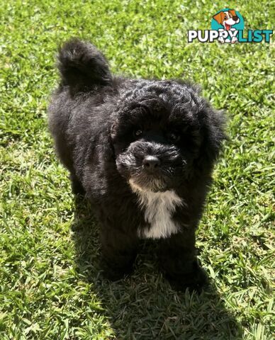 Toy Poodle puppies Ready now!