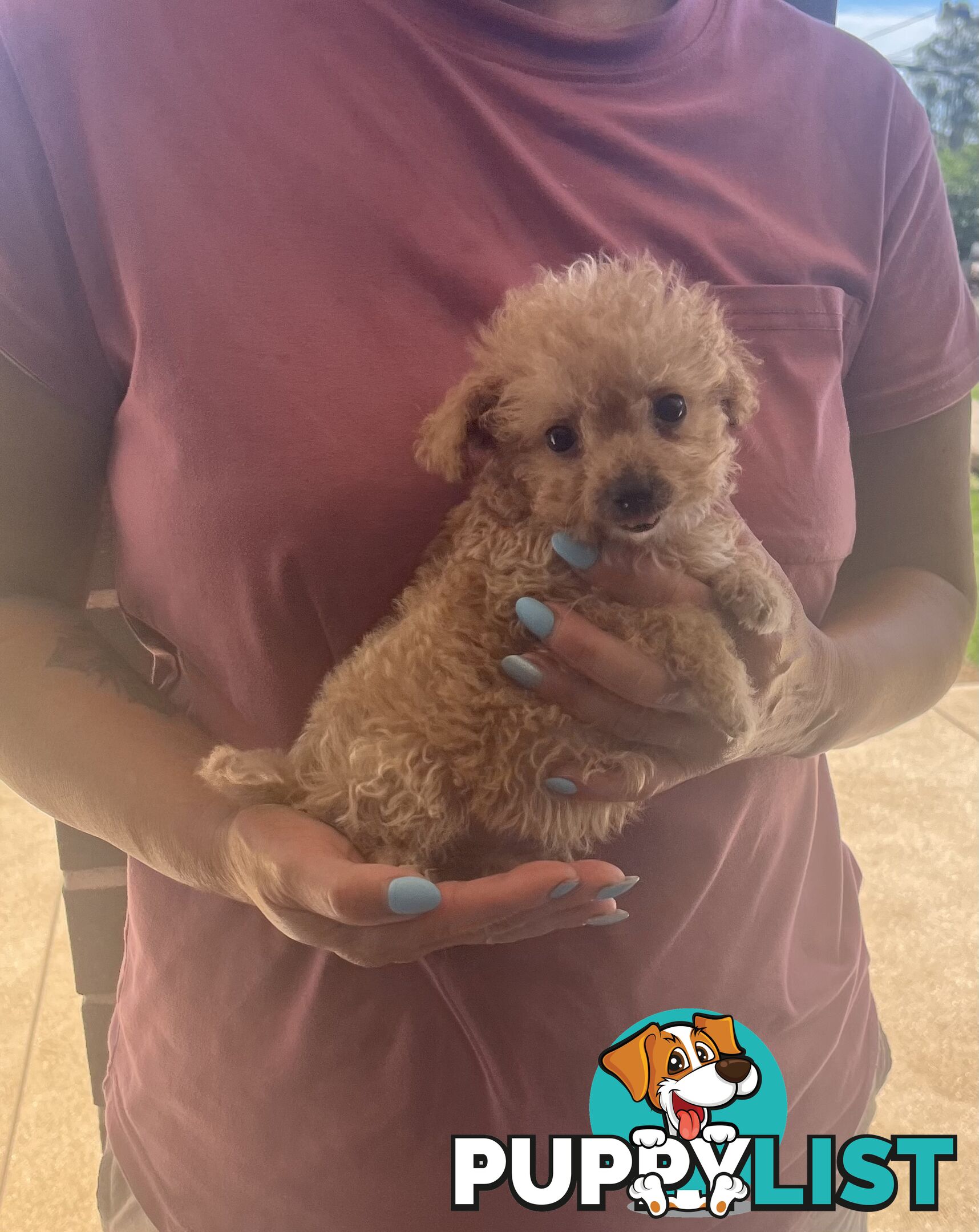 Cavoodle puppy (toy Cavoodle)