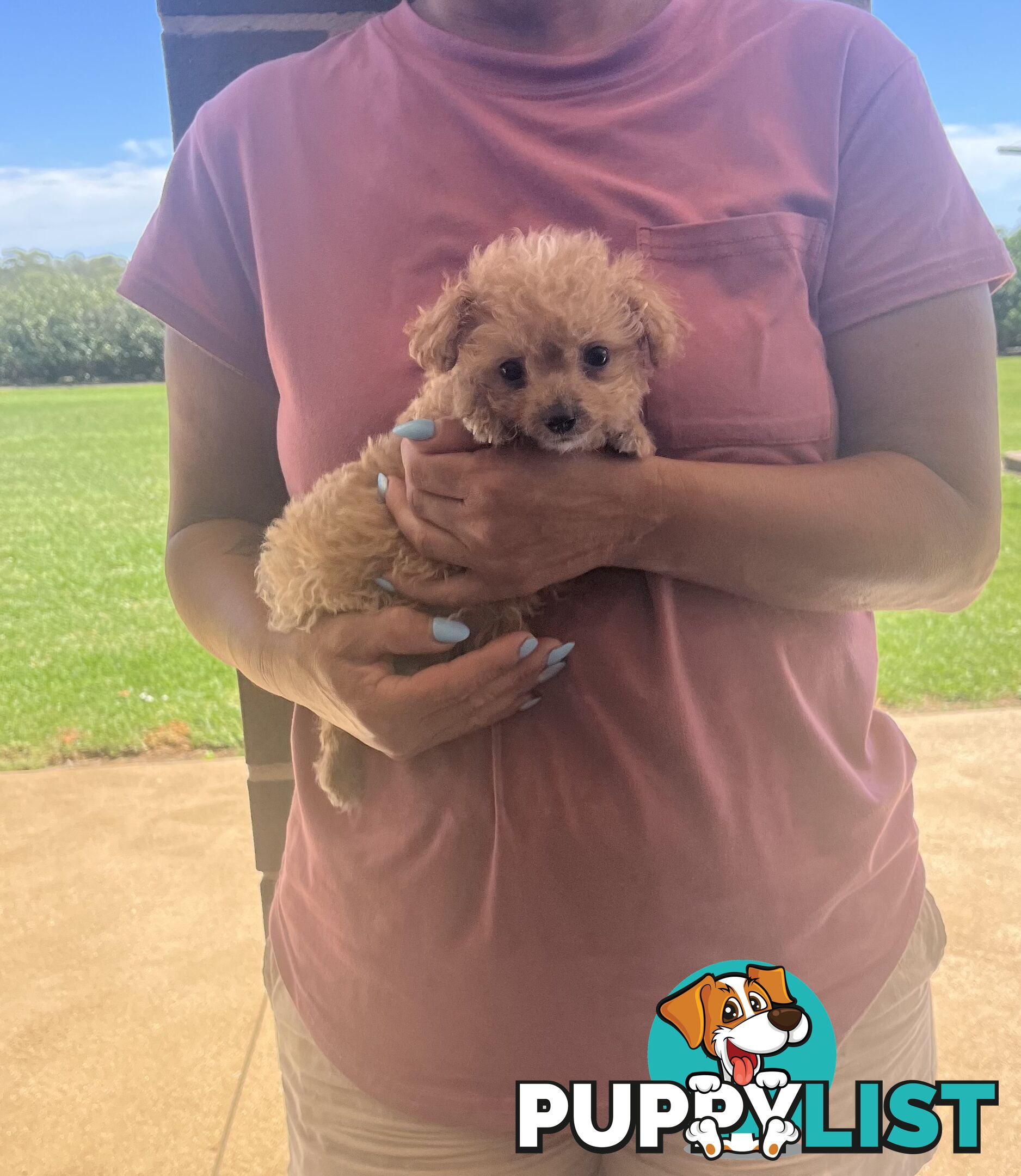 Cavoodle puppy (toy Cavoodle)