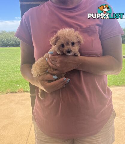 Cavoodle puppy (toy Cavoodle)