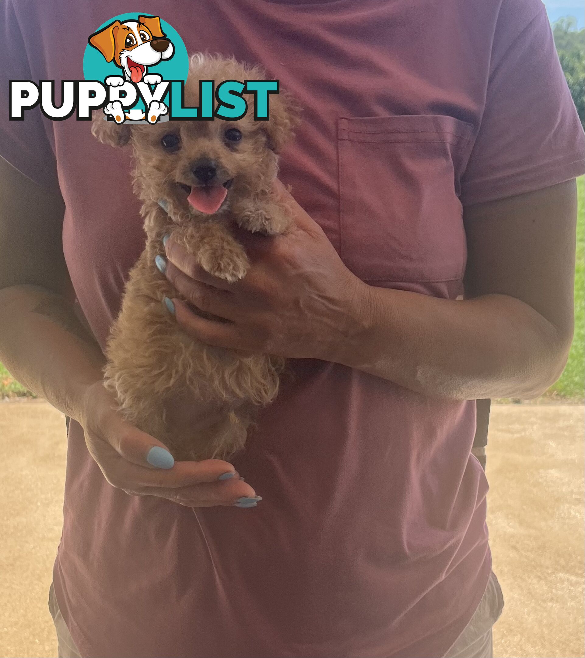 Cavoodle puppy (toy Cavoodle)