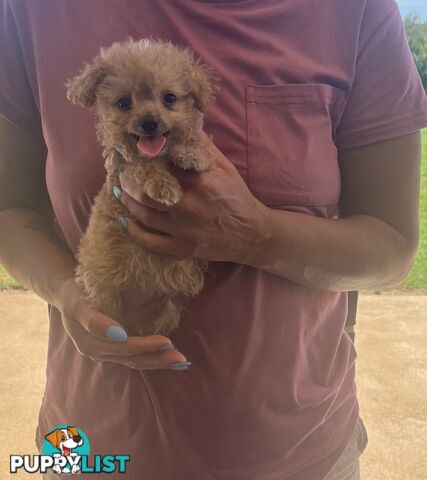 Cavoodle puppy (toy Cavoodle)