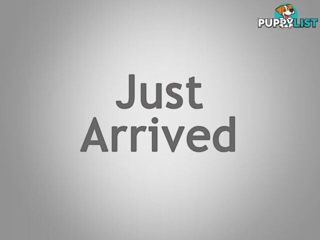 2011 SUZUKI SX4 AWD GYMY10 5D HATCHBACK