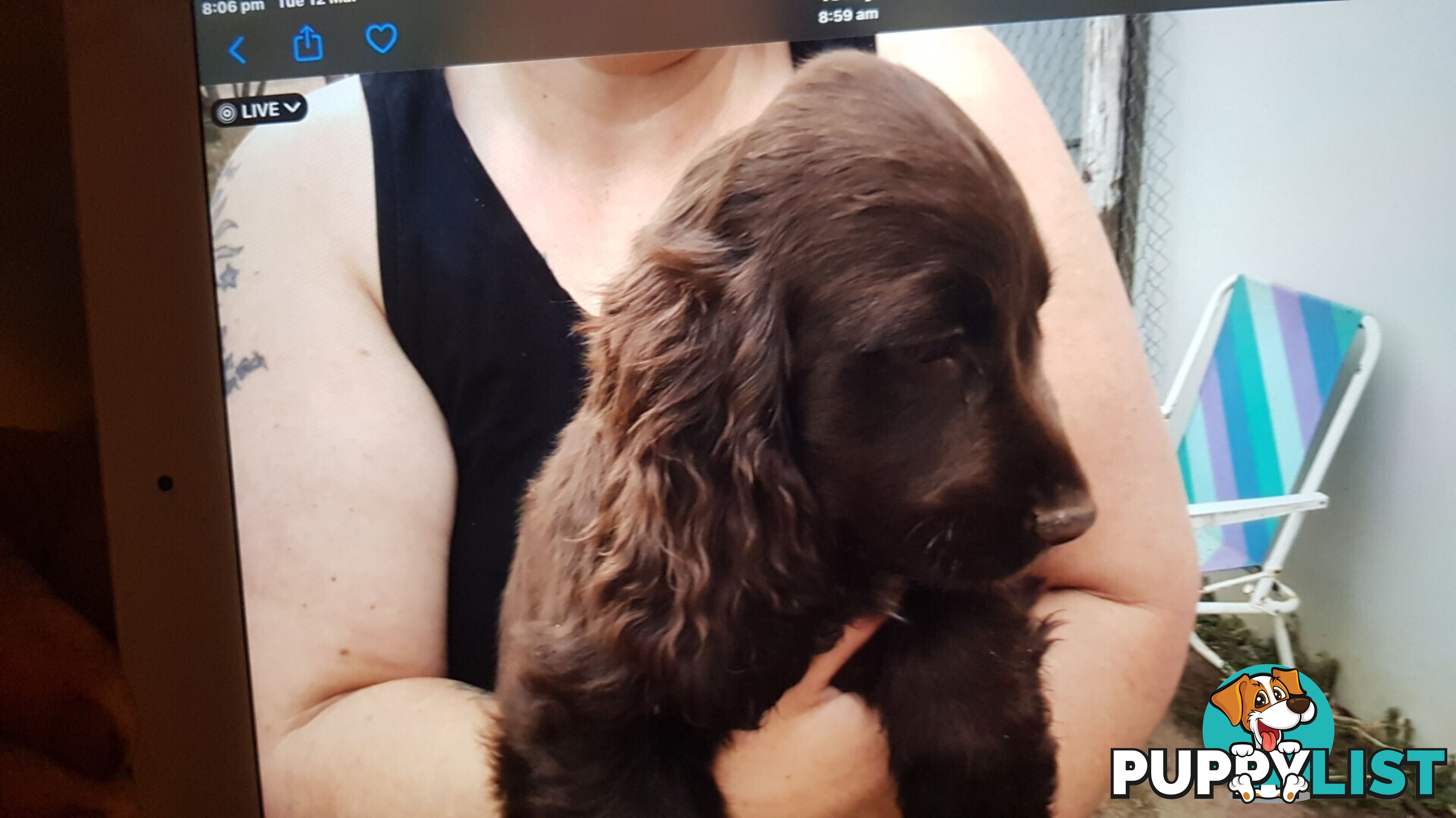 pure bred cocker spaniels