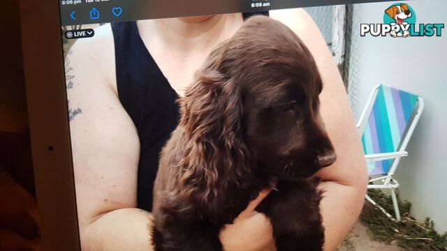 pure bred cocker spaniels