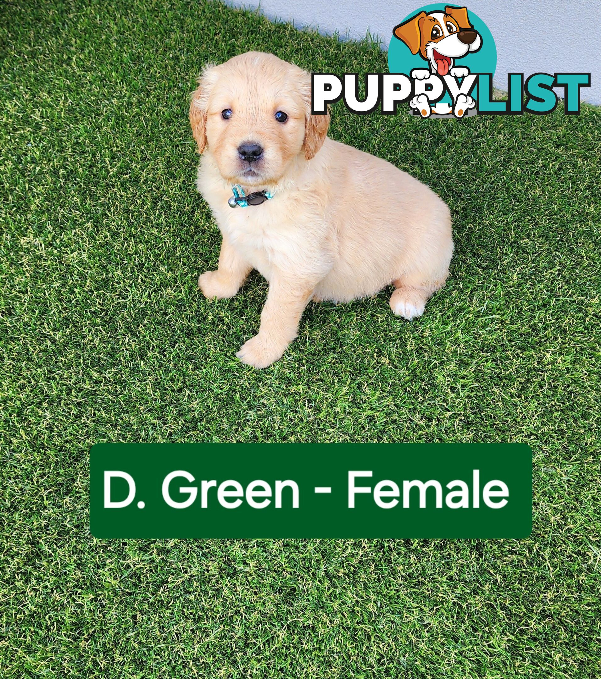 Purebred Golden Retriever Puppies