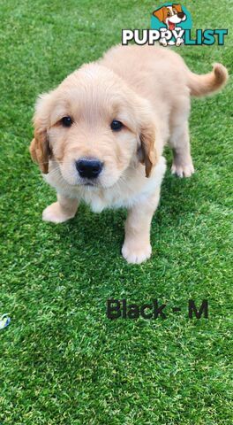 Purebred Golden Retriever Puppies