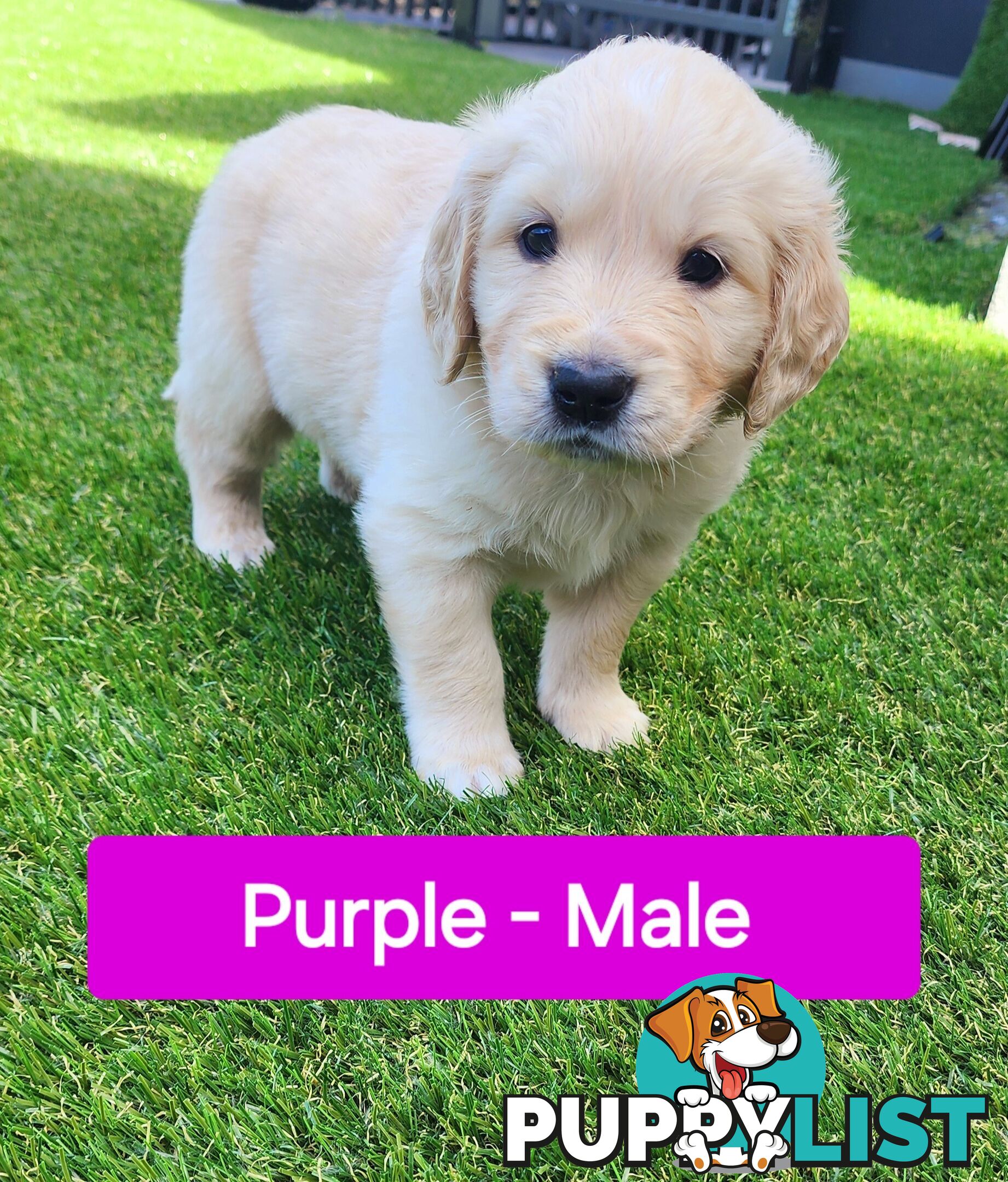 Purebred Golden Retriever Puppies