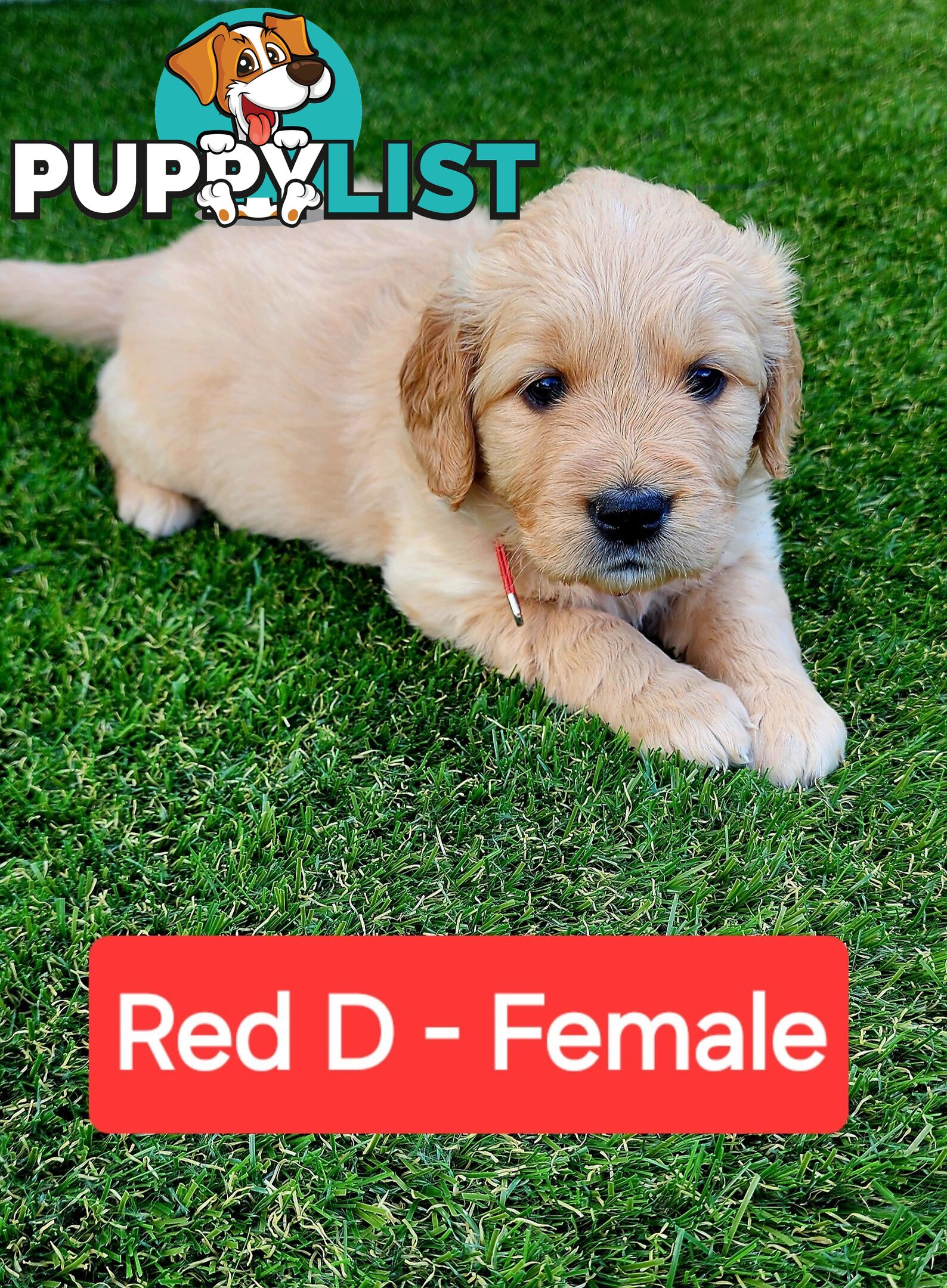 Purebred Golden Retriever Puppies