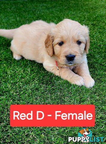 Purebred Golden Retriever Puppies