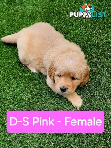 Purebred Golden Retriever Puppies