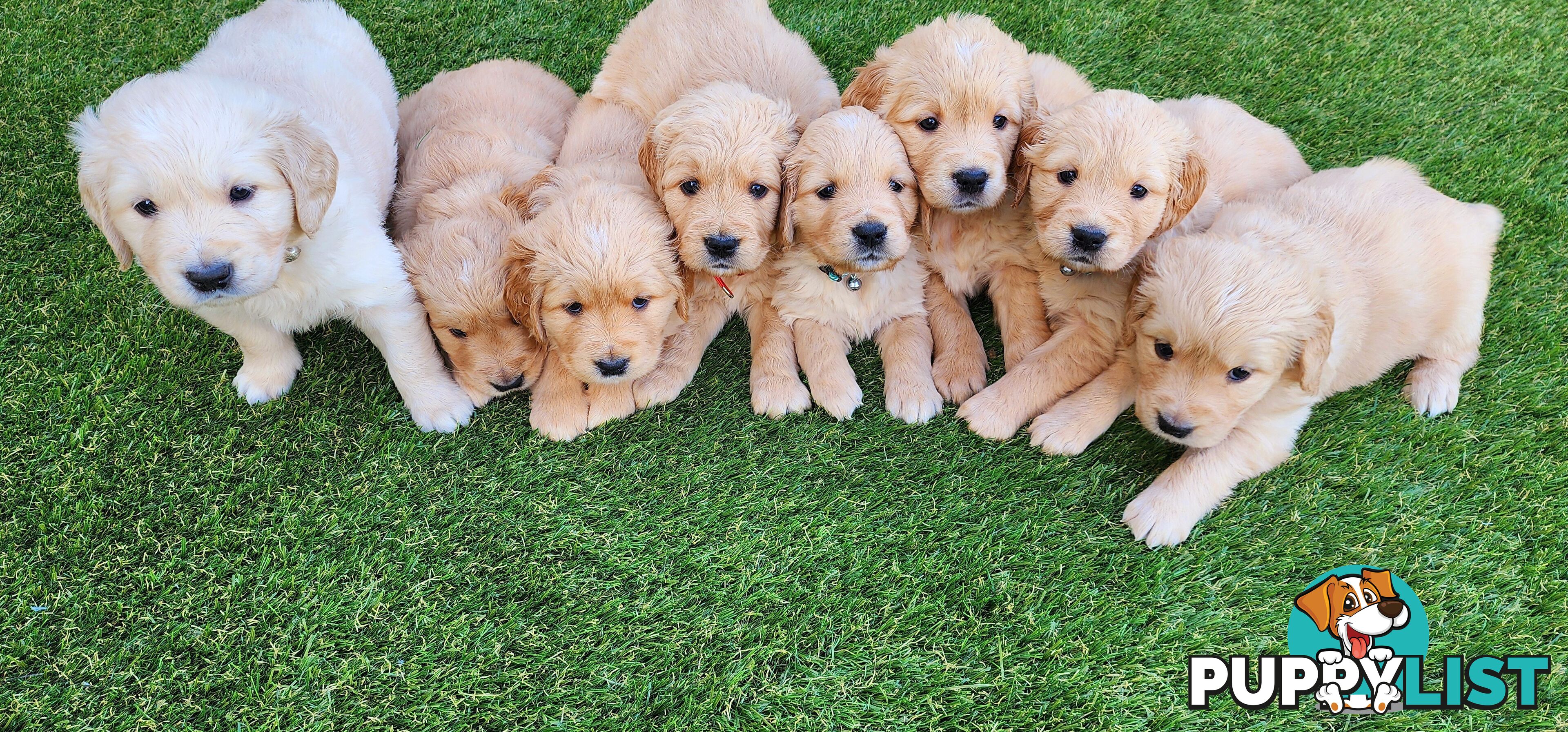 Purebred Golden Retriever Puppies