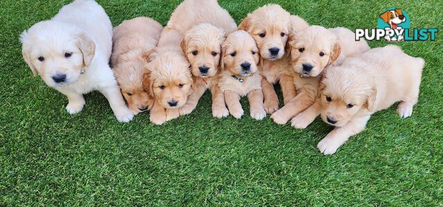 Purebred Golden Retriever Puppies