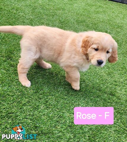 Purebred Golden Retriever Puppies