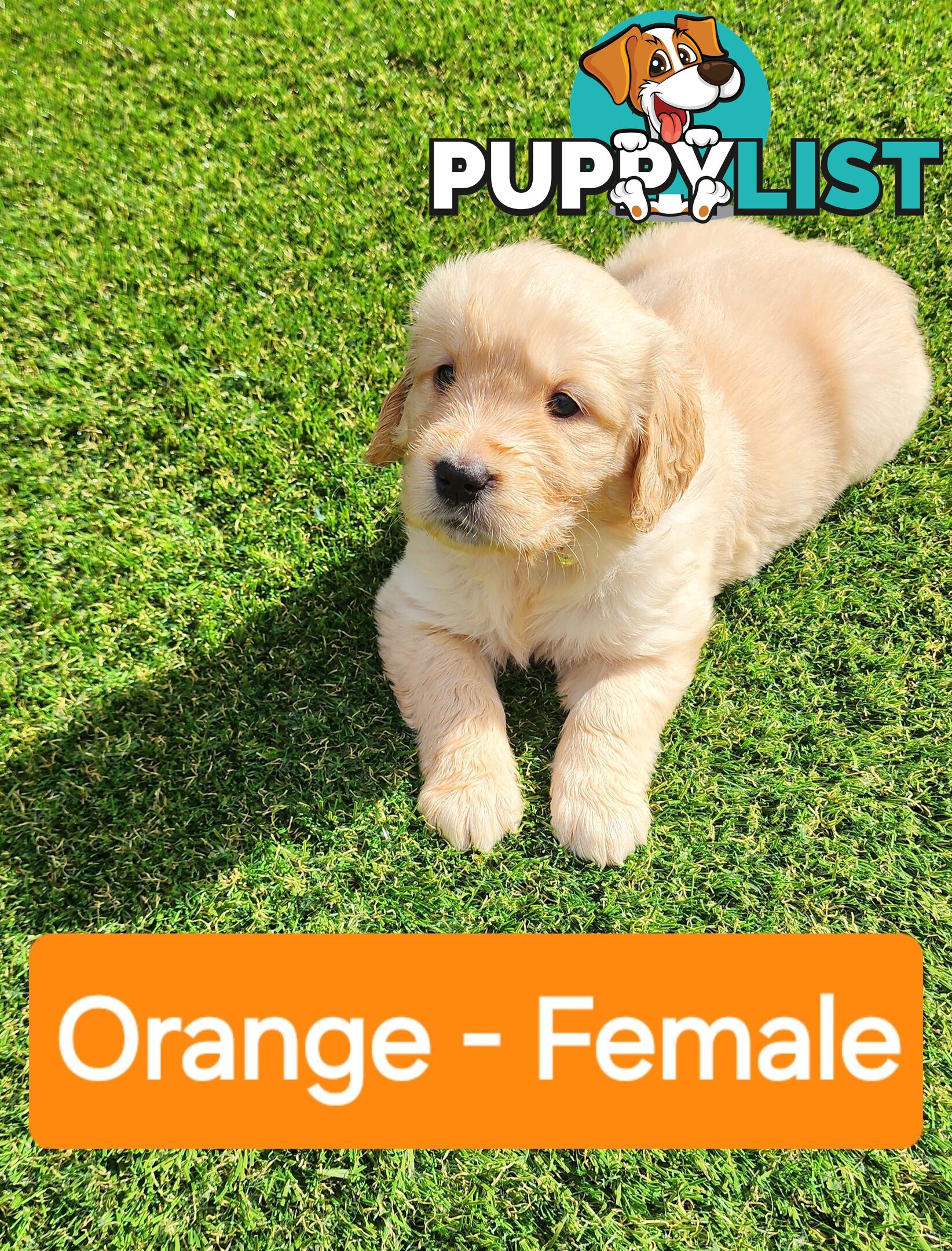 Purebred Golden Retriever Puppies